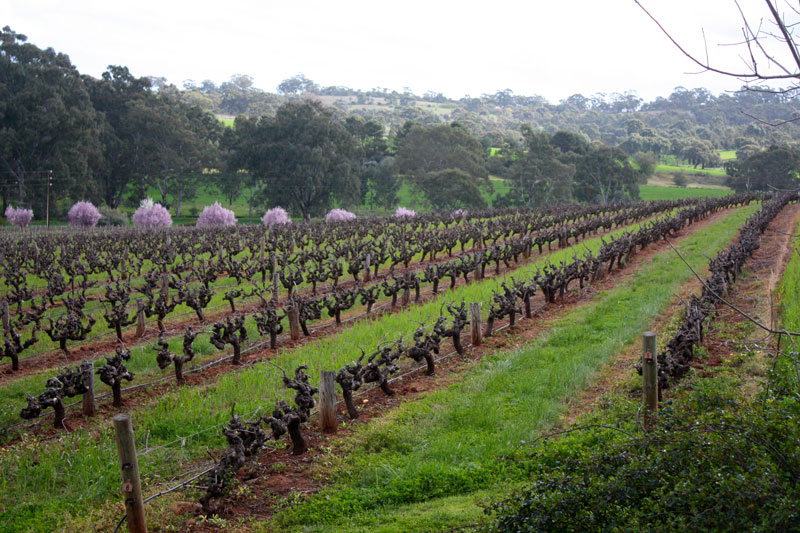 Clare Valley in South Australia