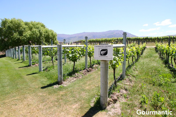 Central Otago Wineries 